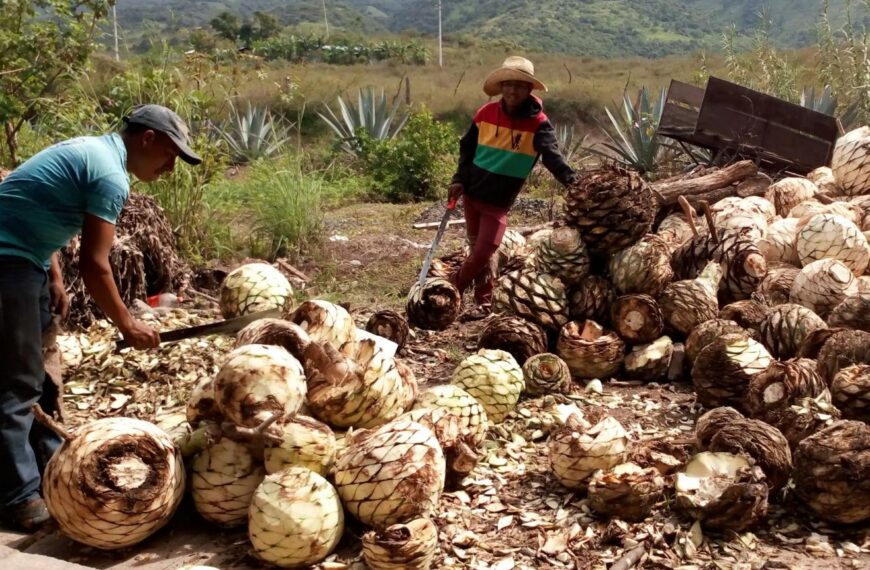 OAXACA Y SU MEZCAL ARTESANAL