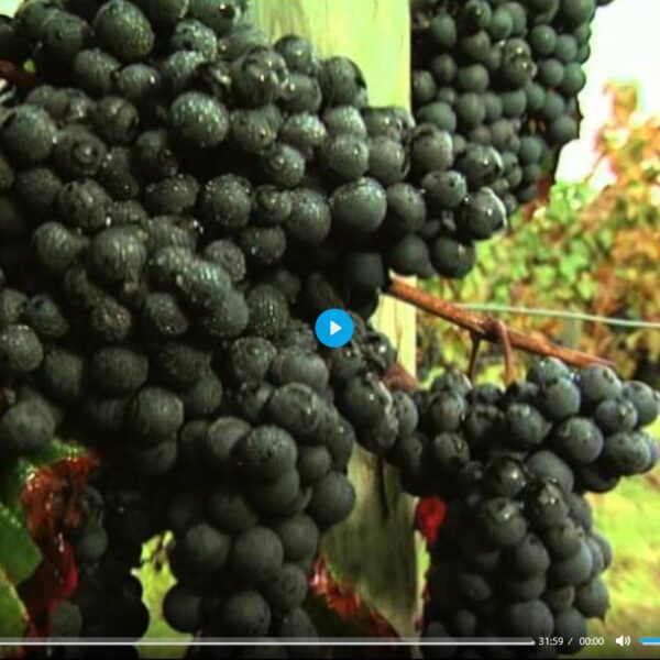 Discover the Wines of Bordeaux