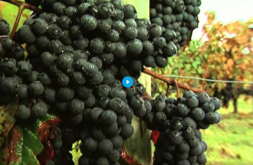 Discover the Wines of Bordeaux